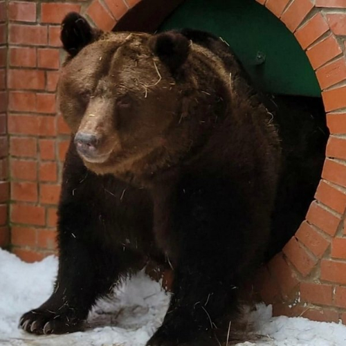 Познавательная видео-экскурсия о пробуждении медведя после зимней спячки