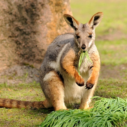 Показательные кормления кенгуру